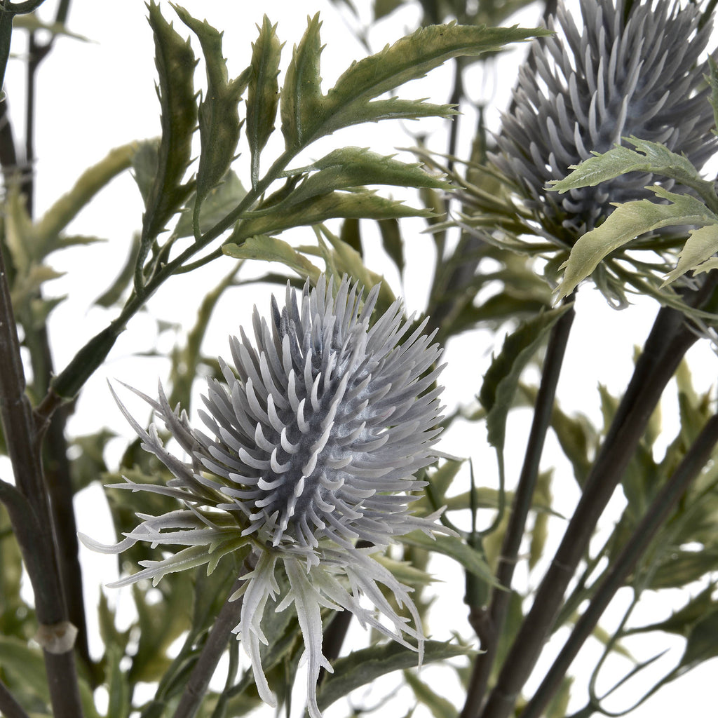Eryngium Thistle