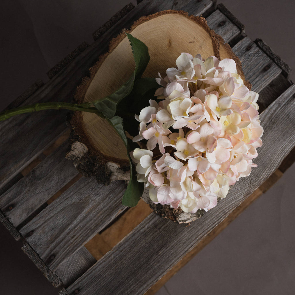 Autumn White Hydrangea Stem