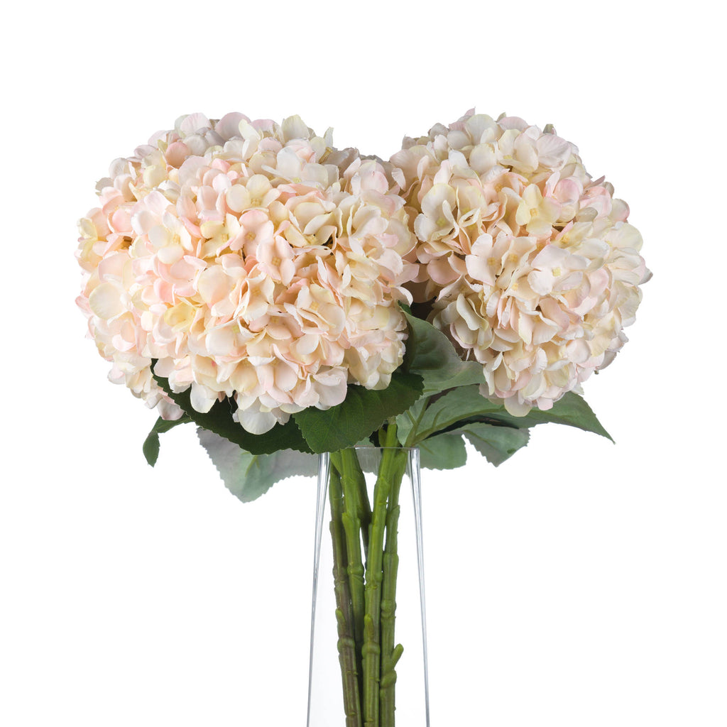 Autumn White Hydrangea Stem