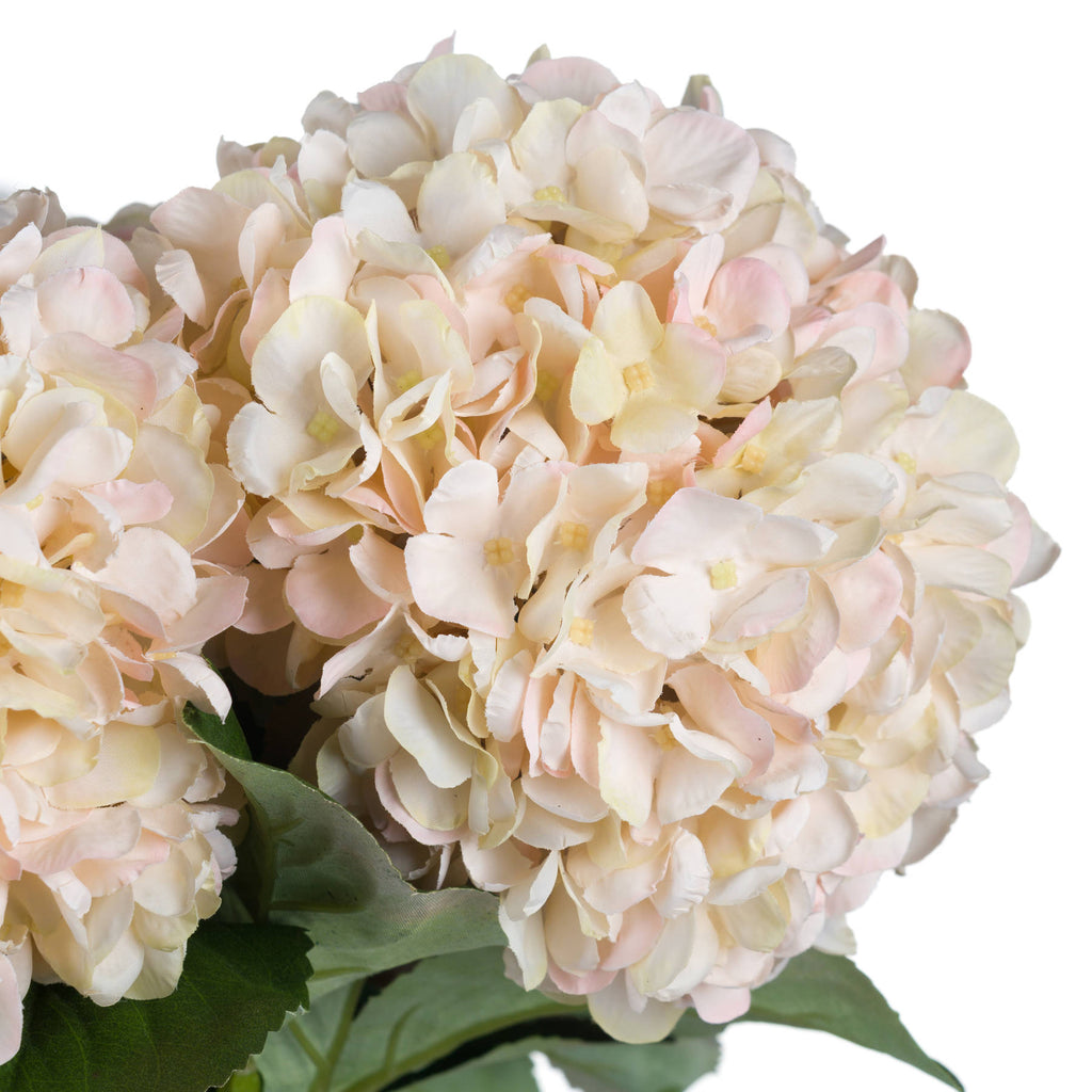 Autumn White Hydrangea Stem