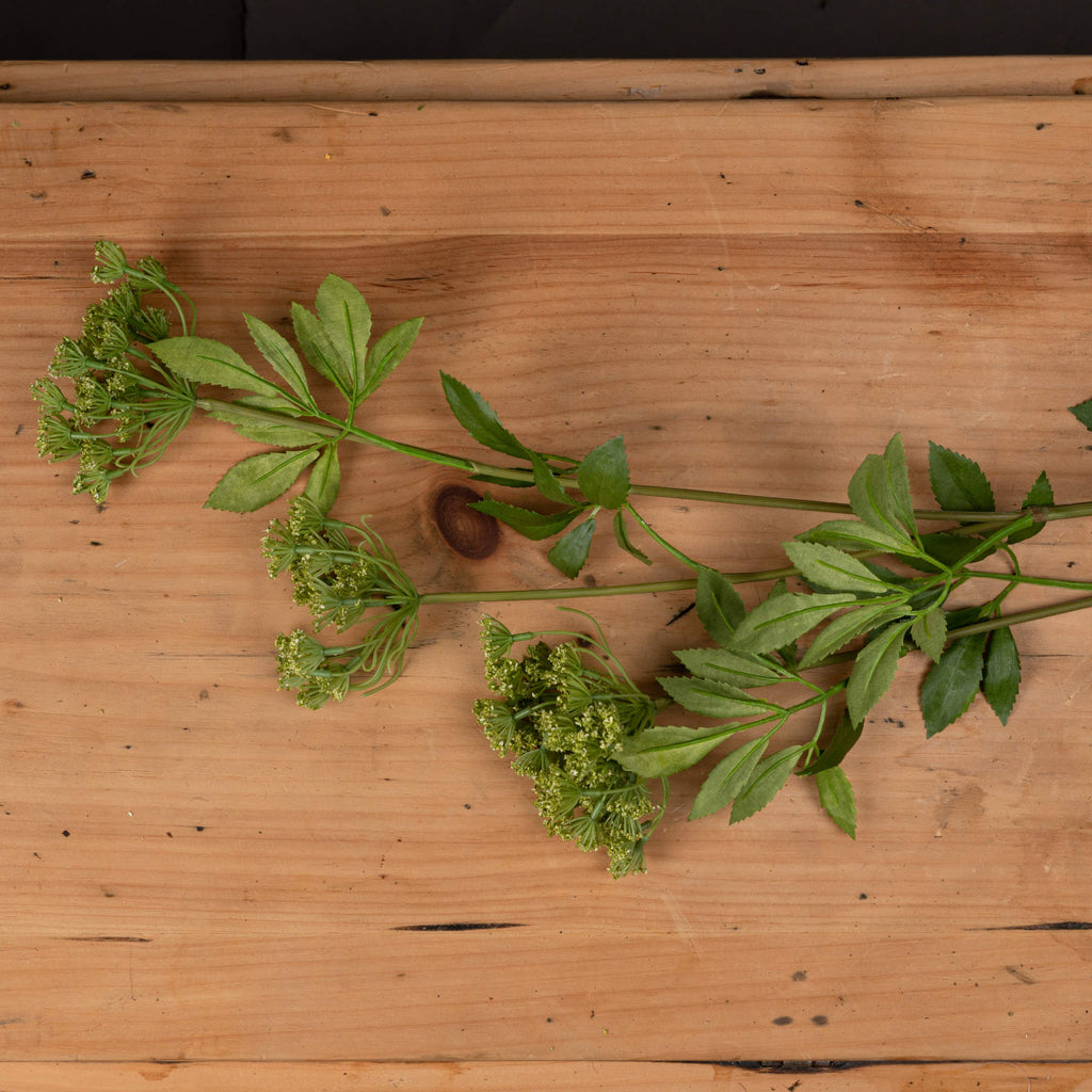 Cow Parsley Stem