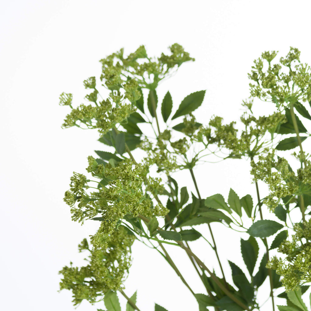 Cow Parsley Stem