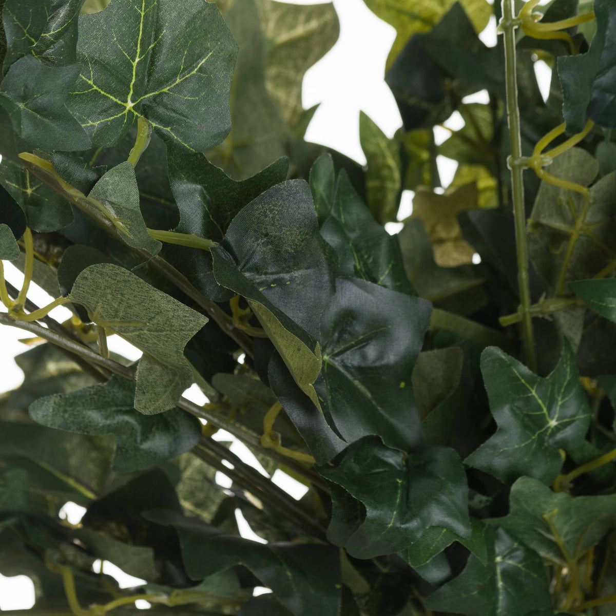 Trailing Ivy Pick