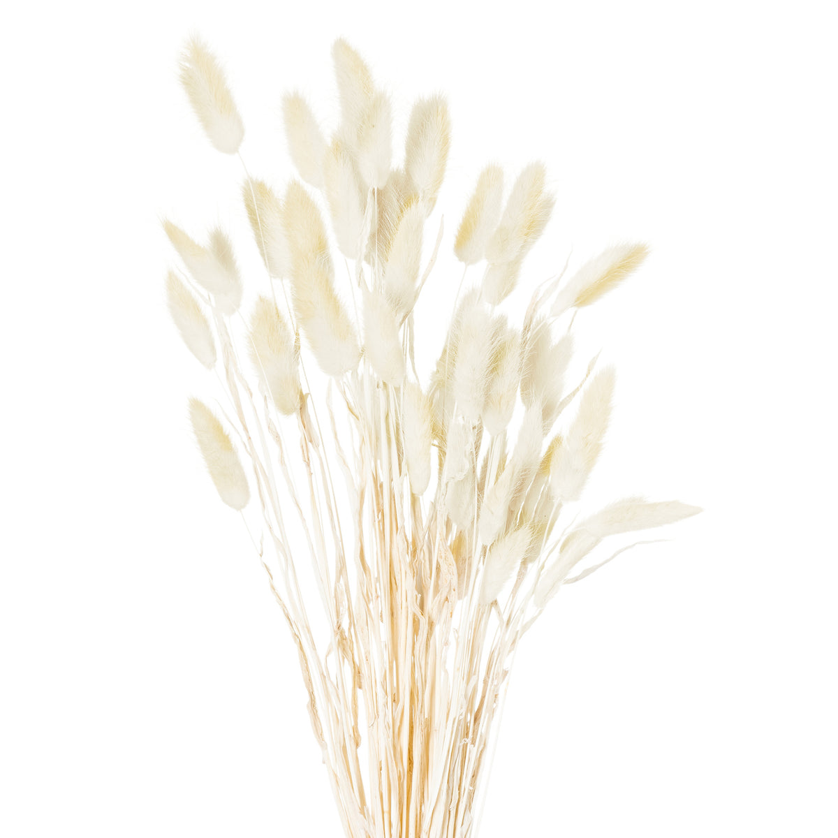 Dried Natural Bunny Tails — Bunch of 40