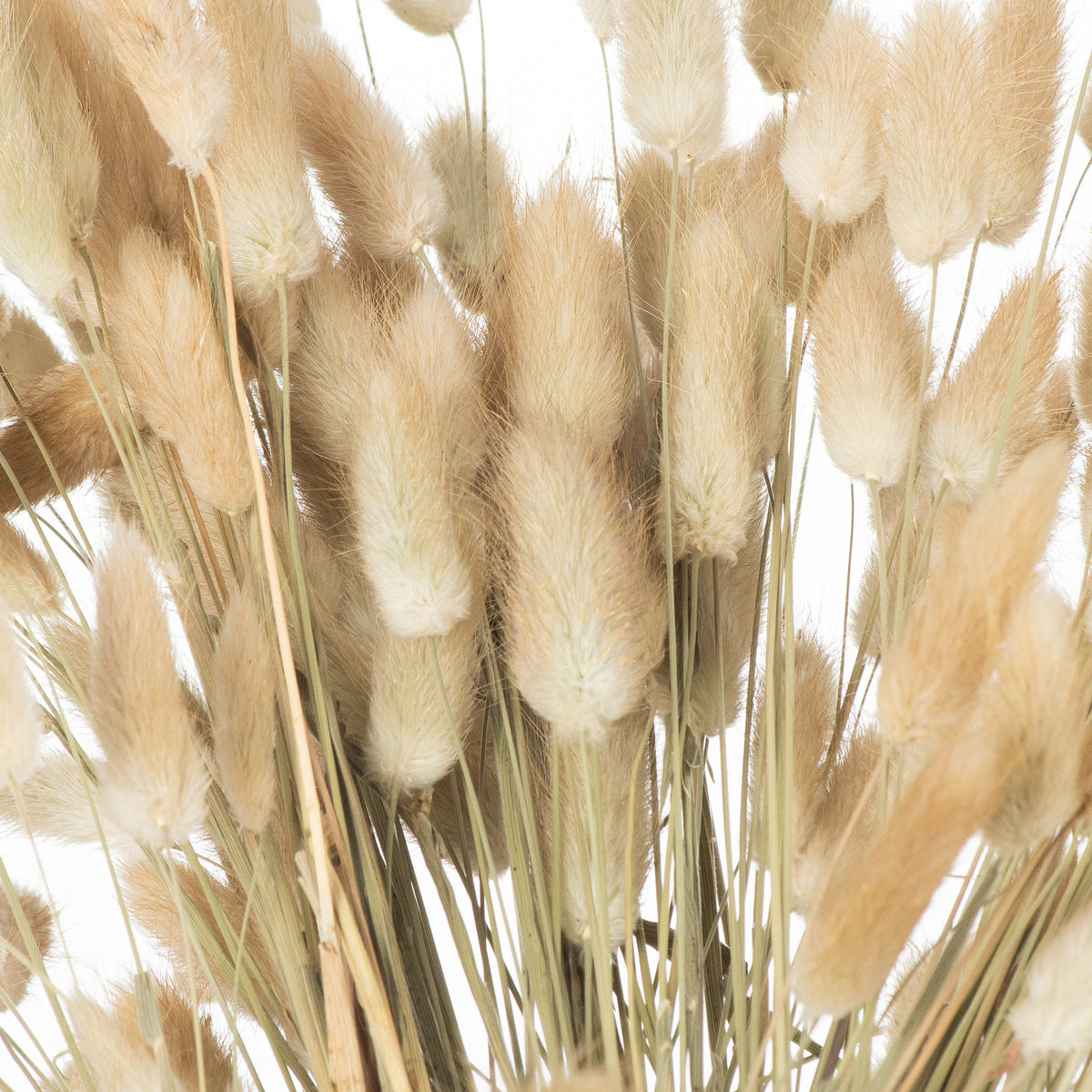 Dried Natural Bunny Tails — Bunch of 40