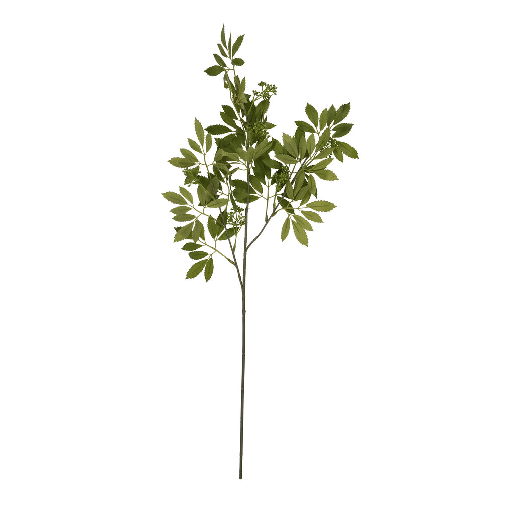 Fennel Stem