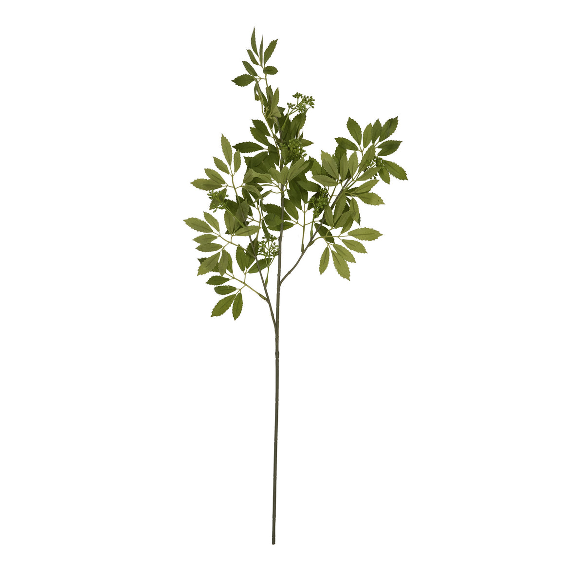 Fennel Stem
