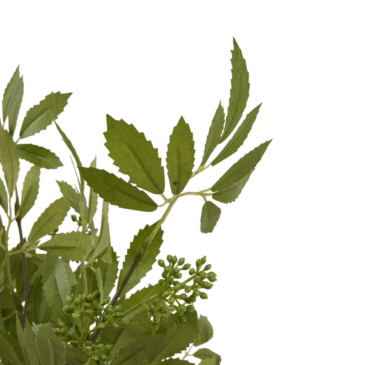 Fennel Stem