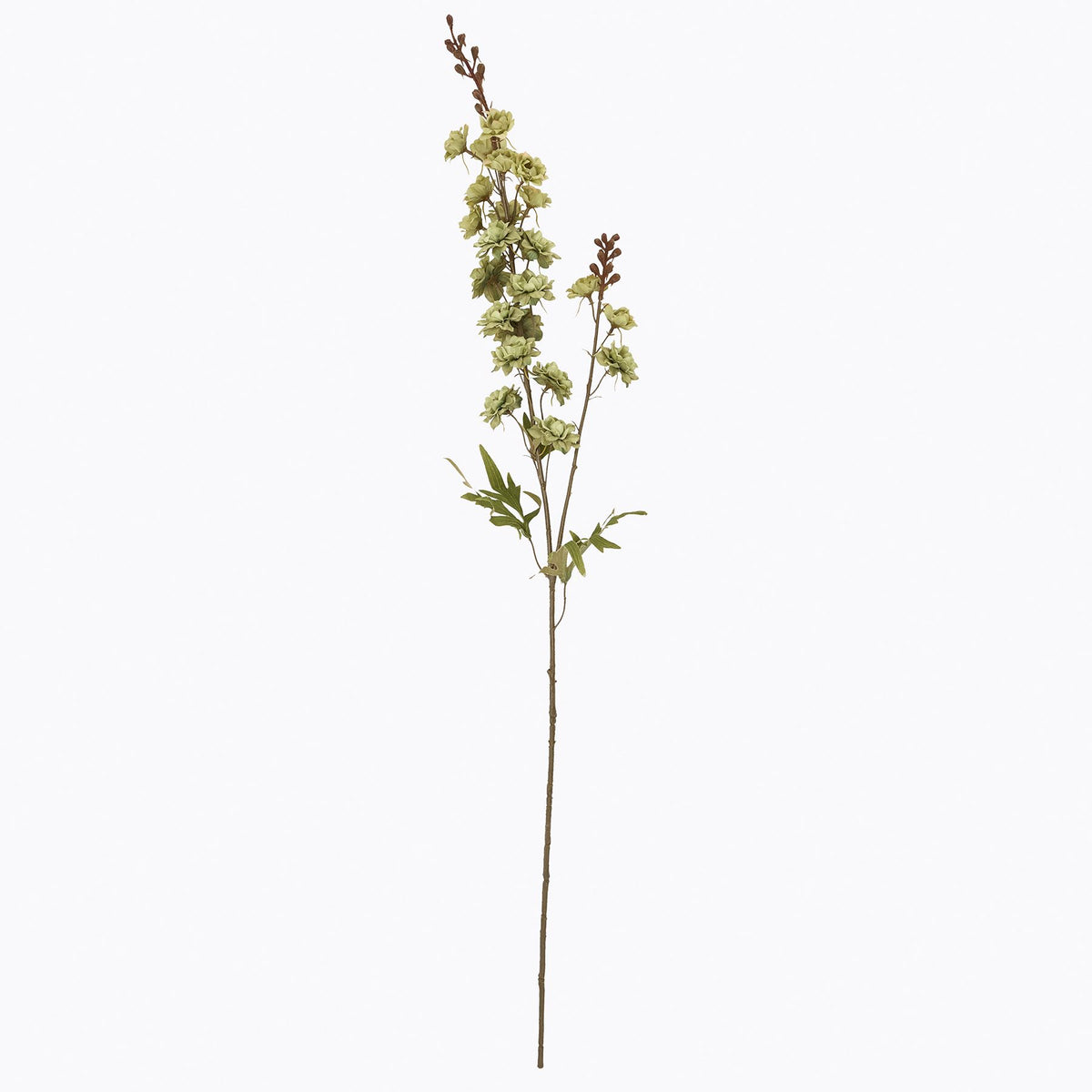 Hops Stem