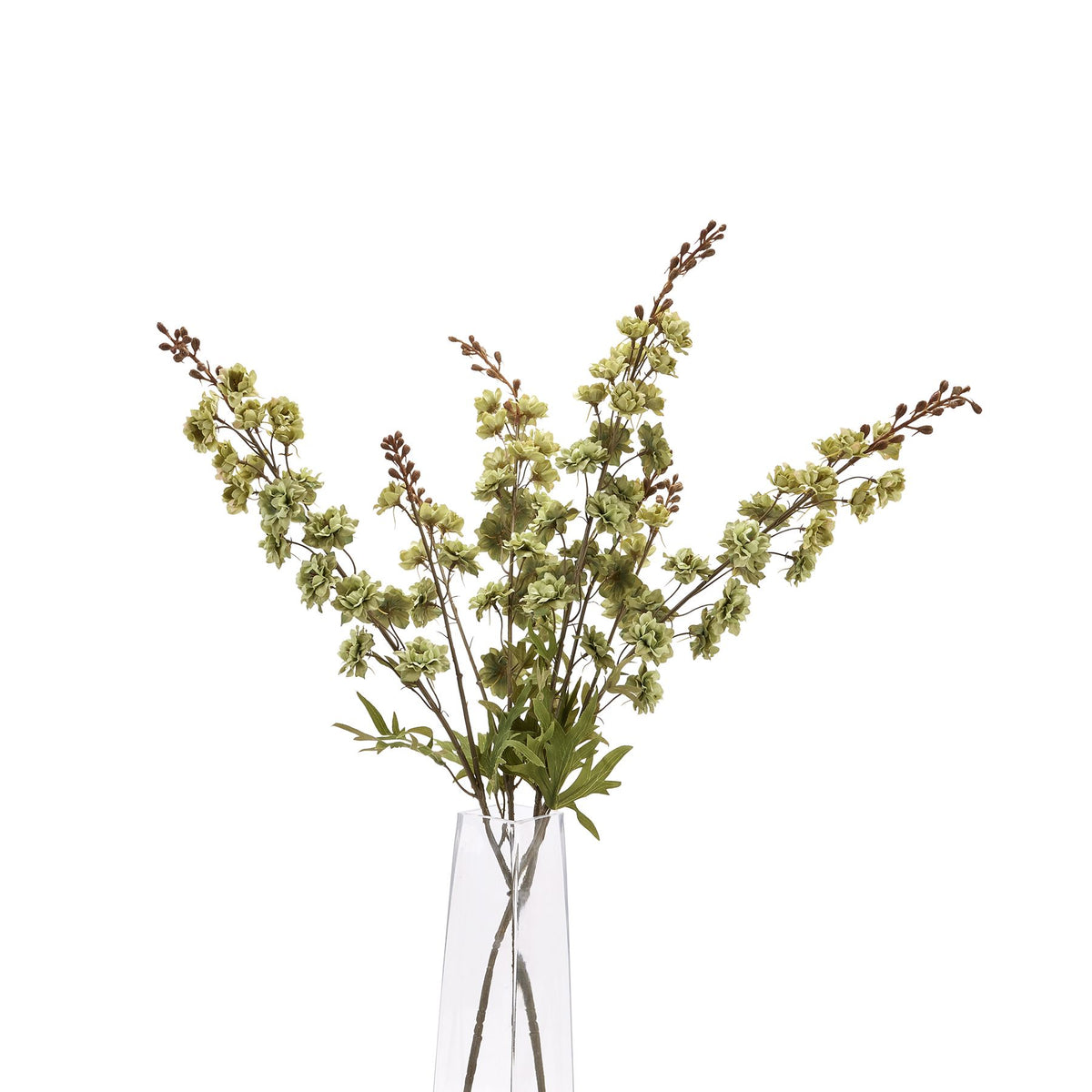 Hops Stem