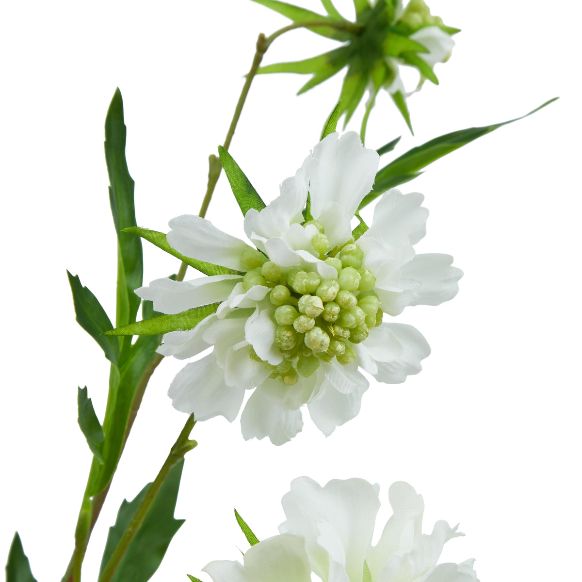 White Scabious Stem
