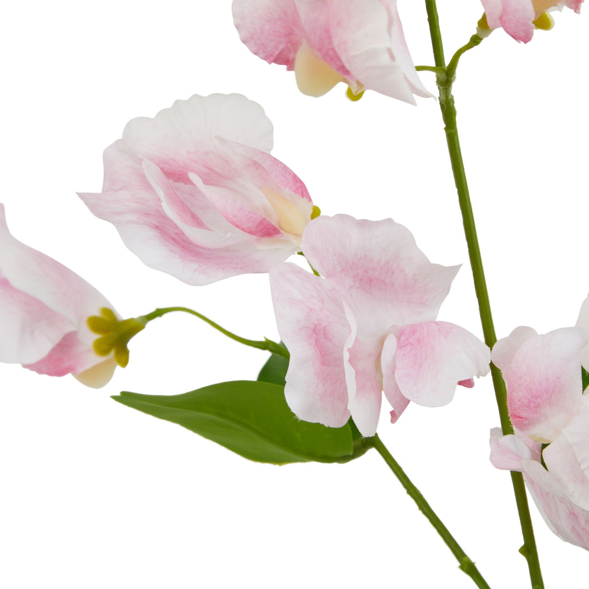 Pale Pink Sweetpea Stem