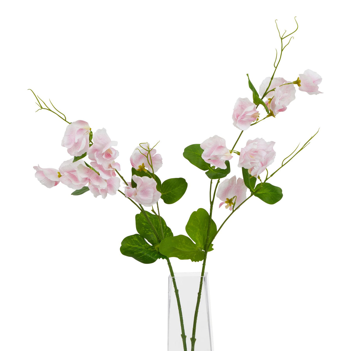 Pale Pink Sweetpea Stem