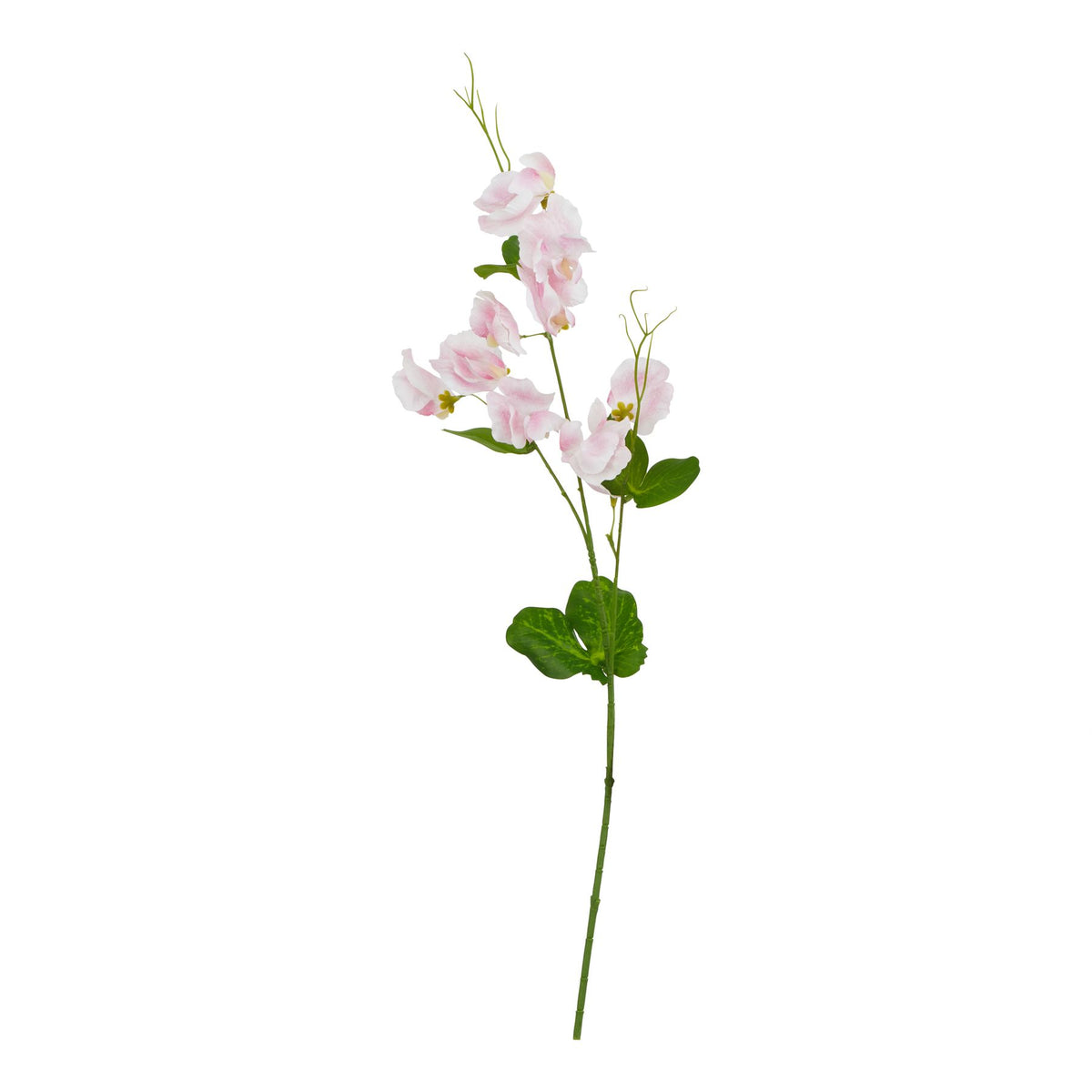 Pale Pink Sweetpea Stem