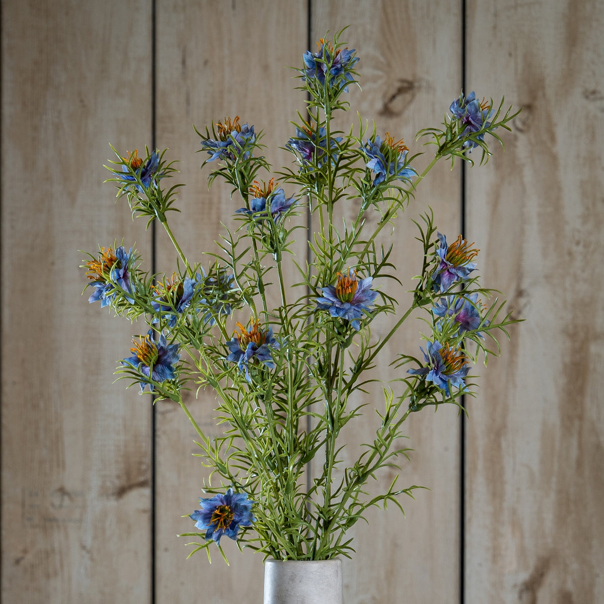 Purple Nigella Love In A Mist
