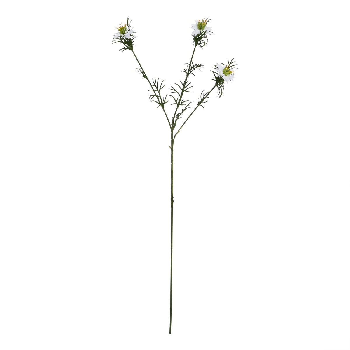 White Nigella Love In A Mist