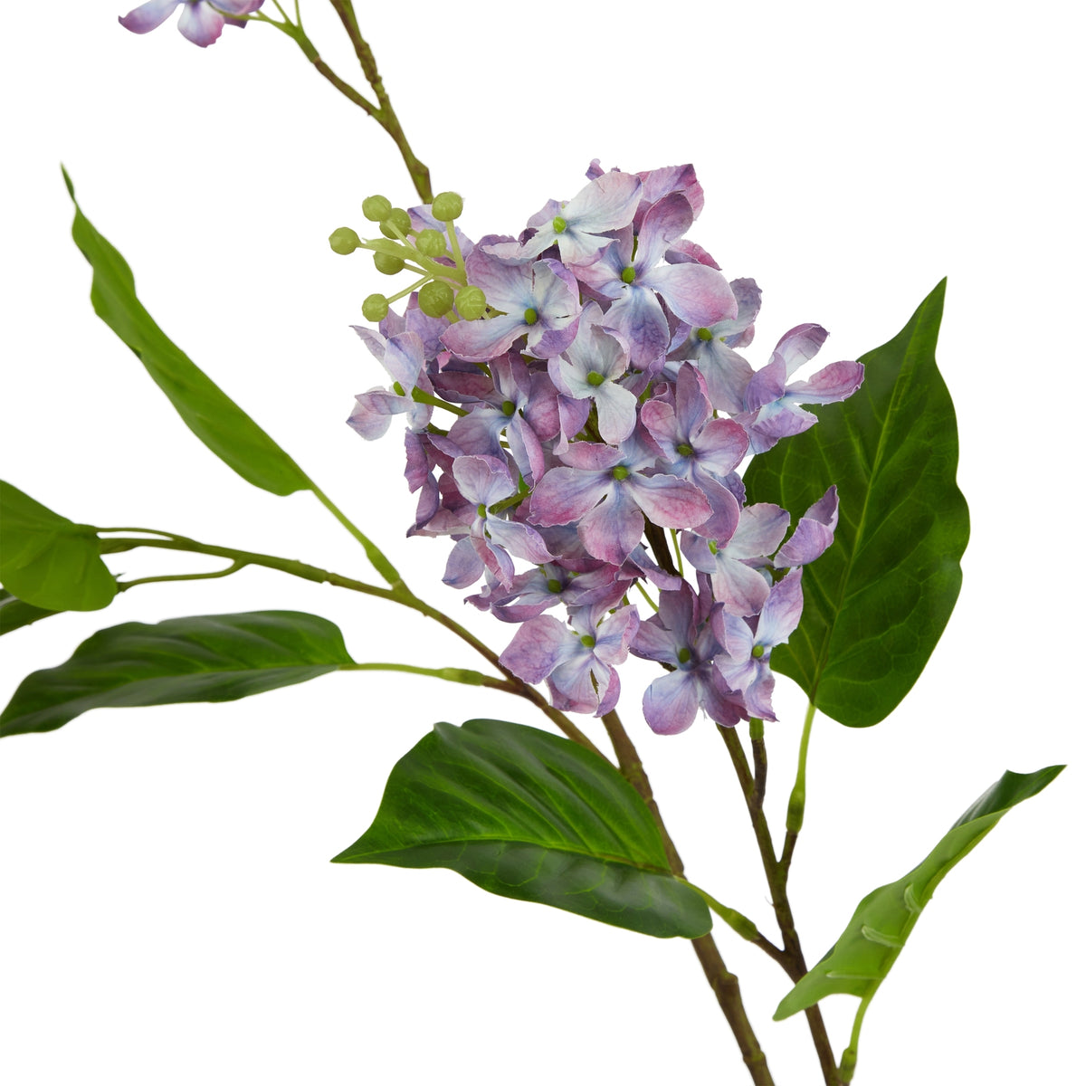 Purple Lilac Stem