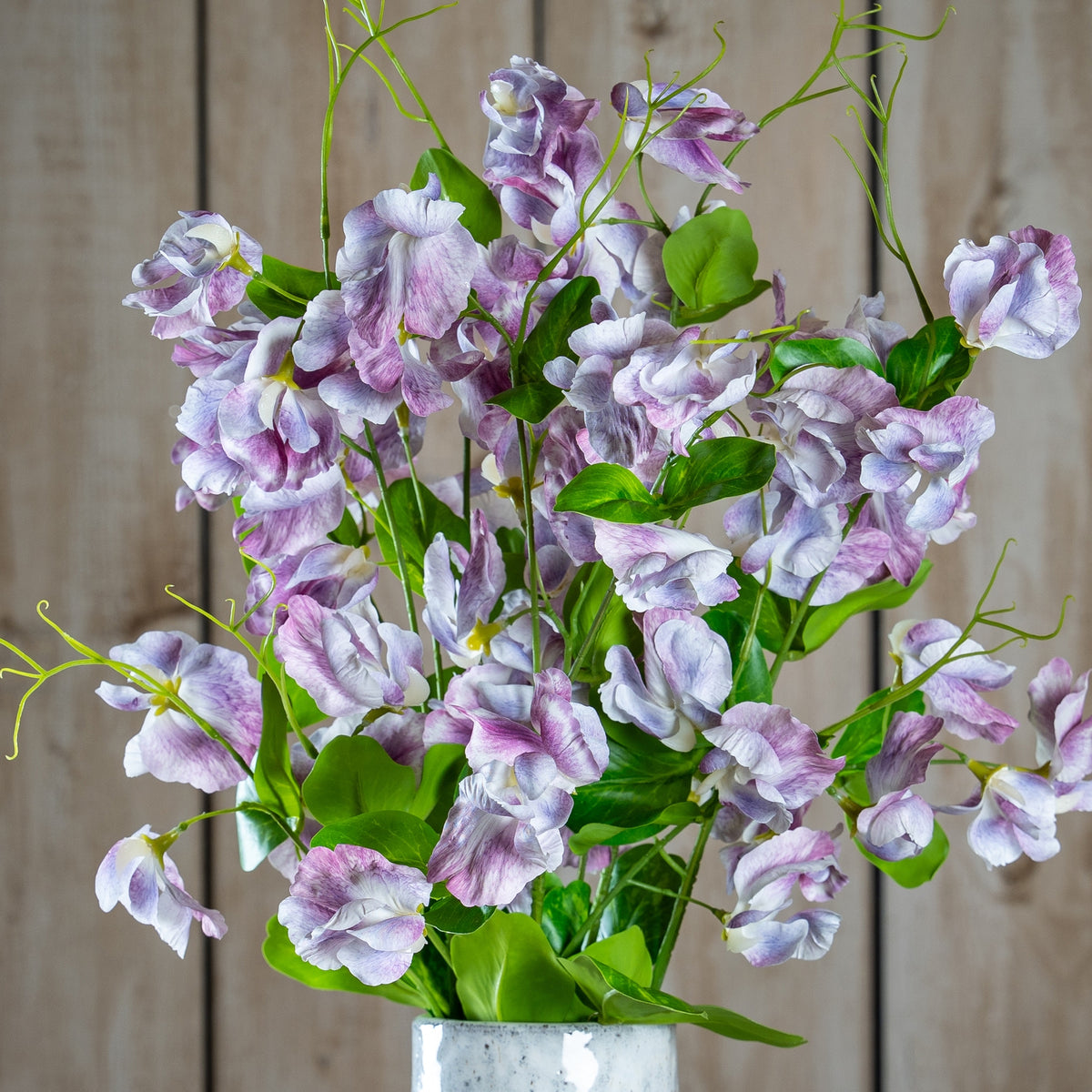 Purple Lilac Stem
