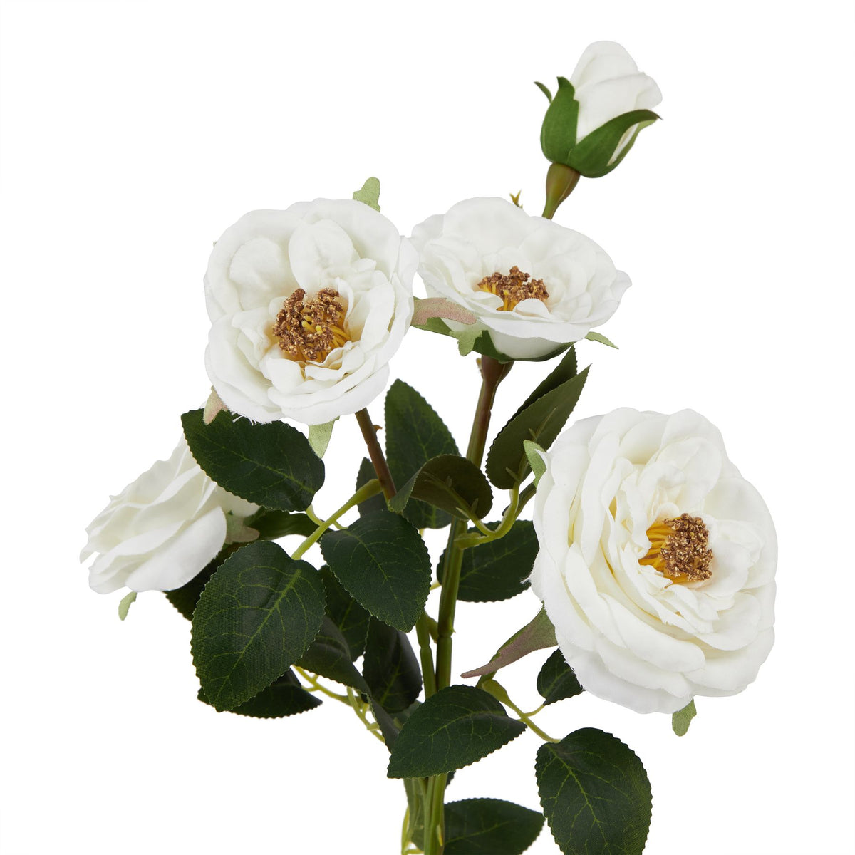 White Hedge Rose Stem