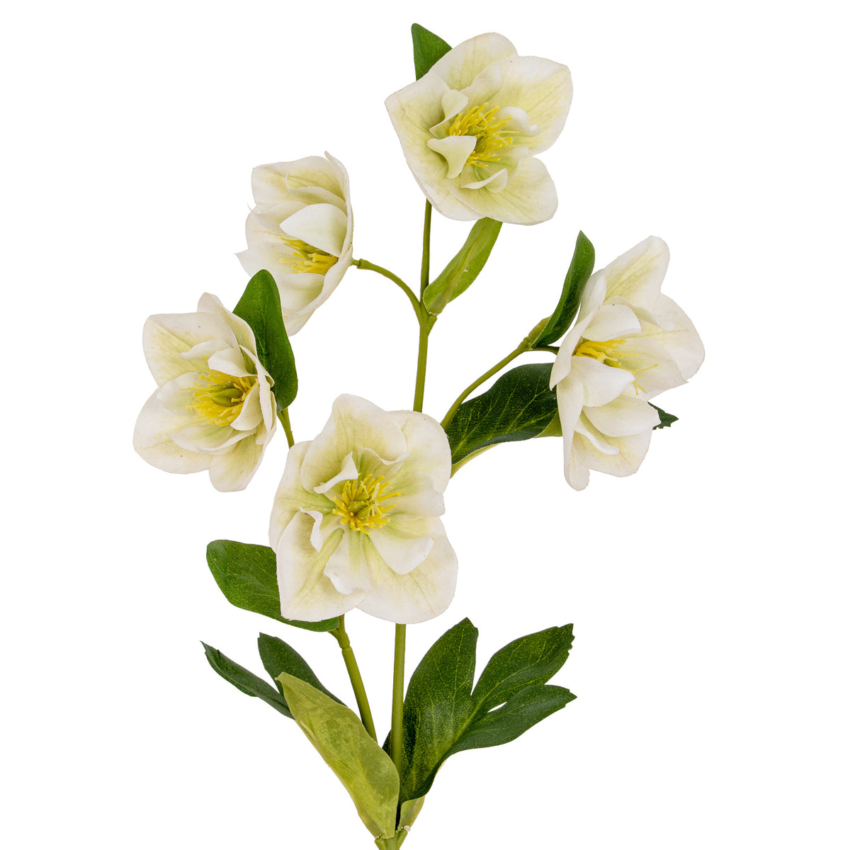 White Hellebore Stem
