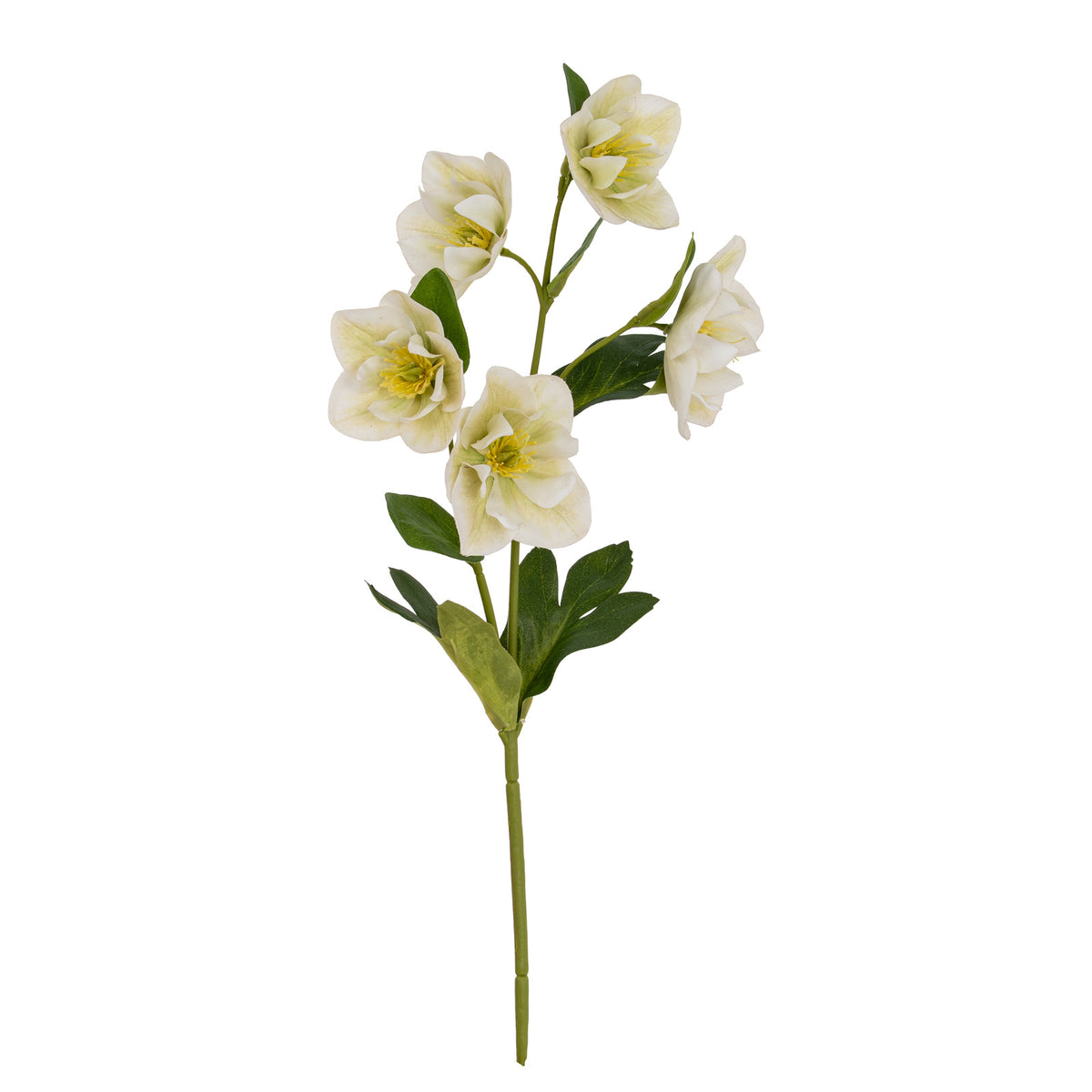 White Hellebore Stem