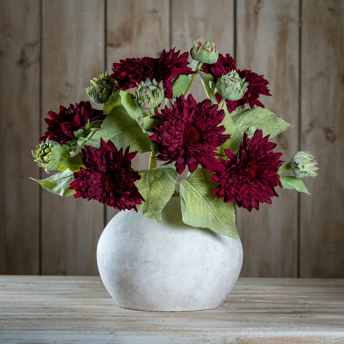 Dahlia Burgundy Raven Stem