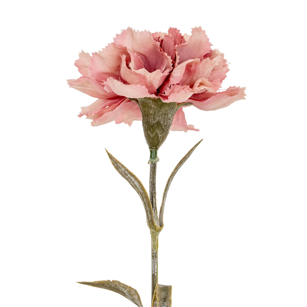 Pink Carnation Stem