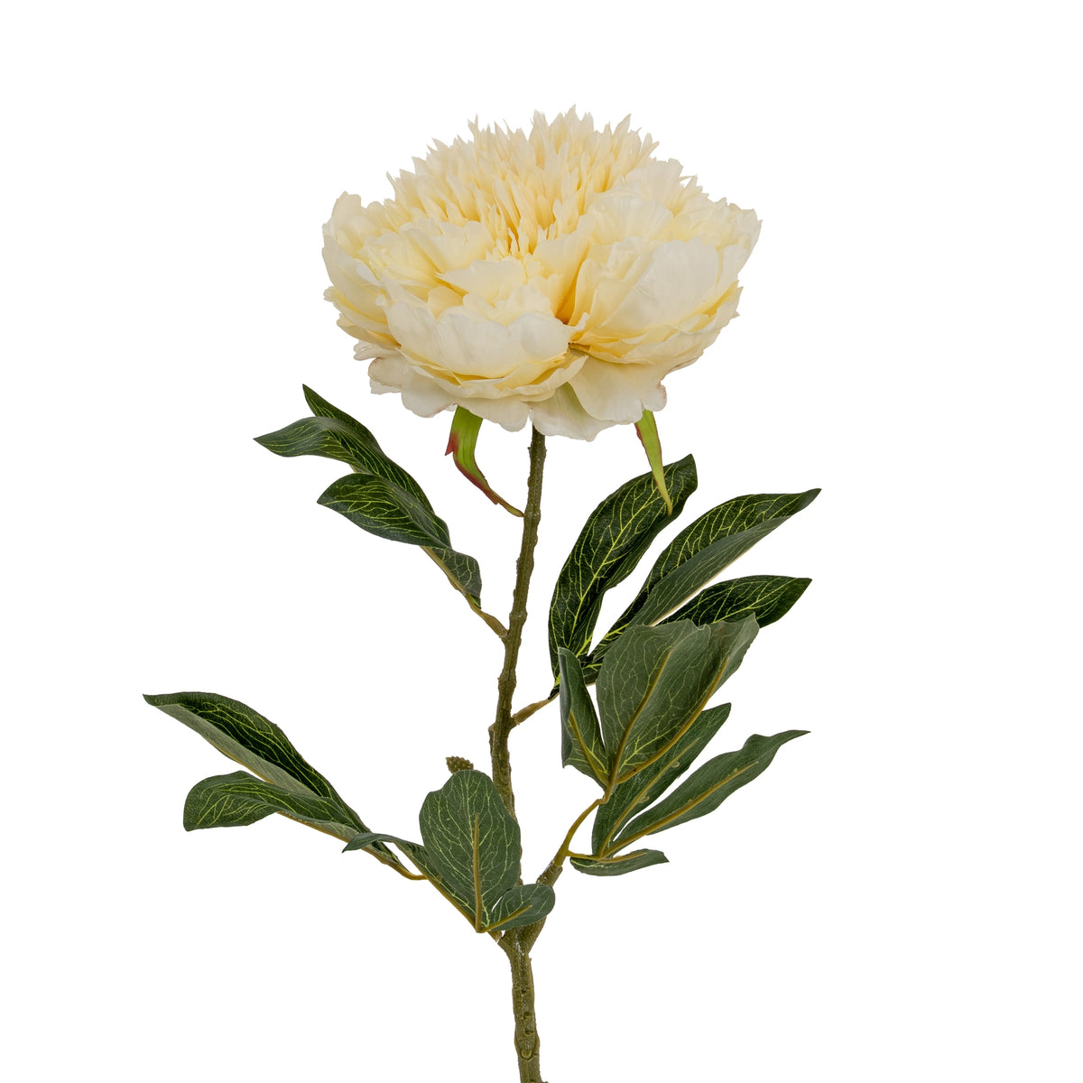 Large Buttermilk Double Peony Stem